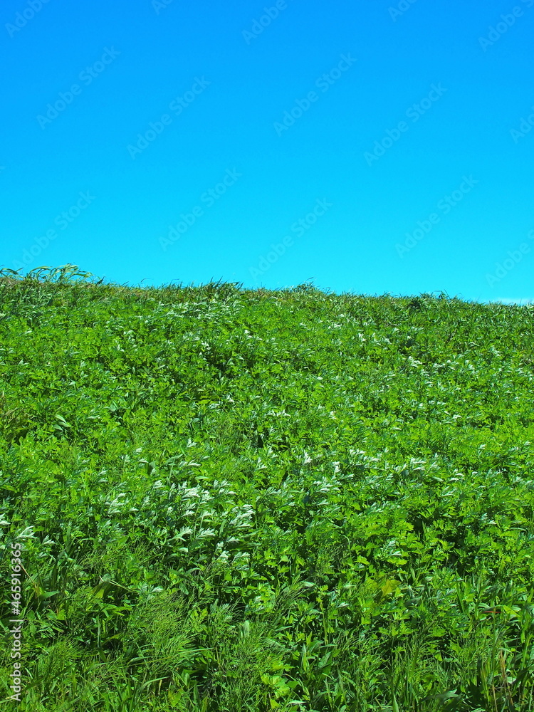 秋の強風に靡く蓬のある江戸川土手風景 秋の強風に靡く蓬のある江戸川土手風景