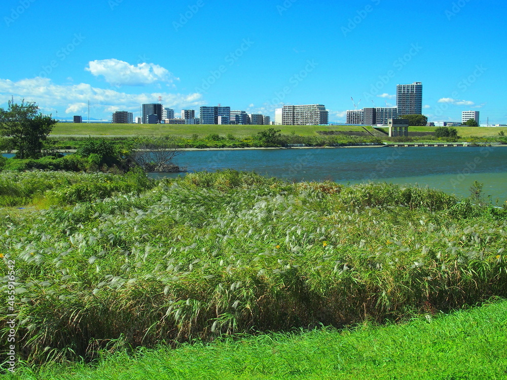 風に吹かれる荻原のある秋の江戸川河川敷と対岸風景