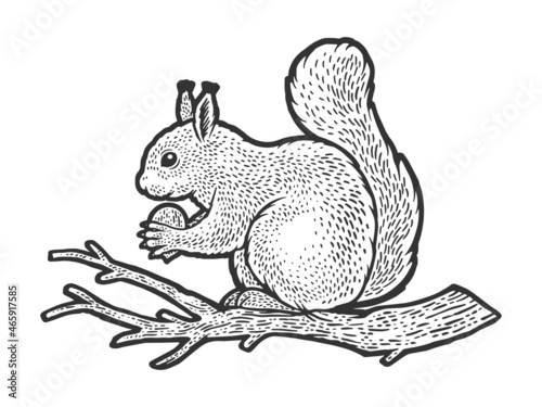 squirrel with nut on branch sketch engraving vector illustration. T-shirt apparel print design. Scratch board imitation. Black and white hand drawn image.