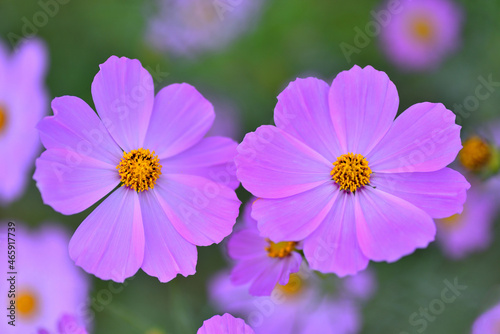 ピンクが鮮やかな秋桜
