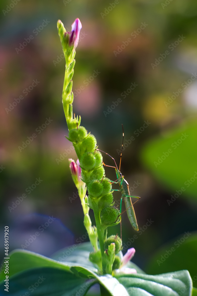 Leptocorisa oratoria Leptocorisa oratoria
