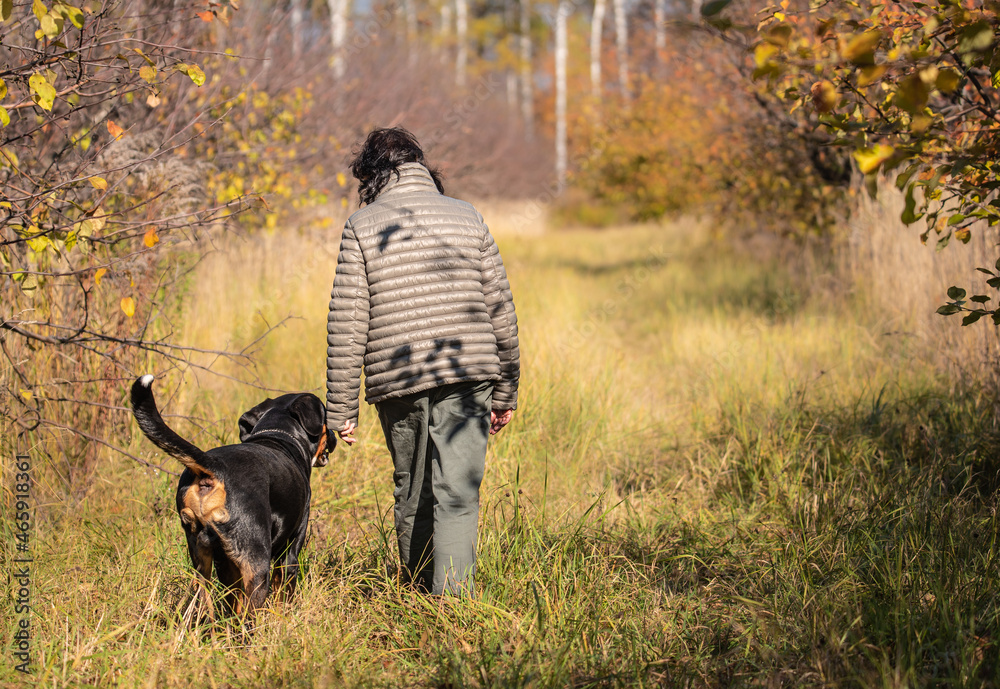 a woman walks through the autumn garden next to her big dog. zinnenhund in autumn a woman walks through the autumn garden next to her big dog. zinnenhund in autumn