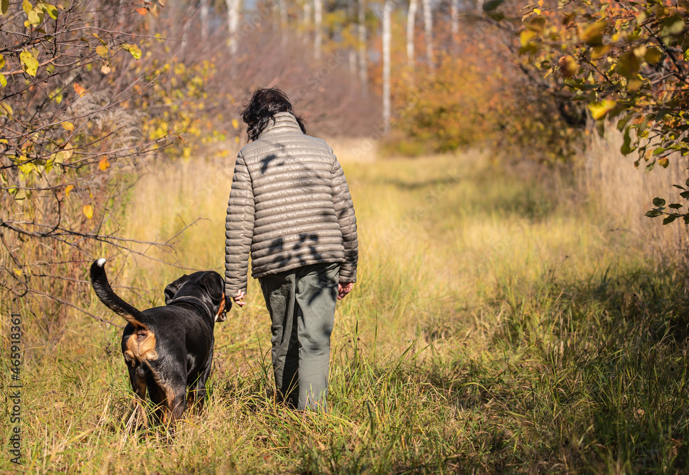 a woman walks through the autumn garden next to her big dog. zinnenhund in autumn