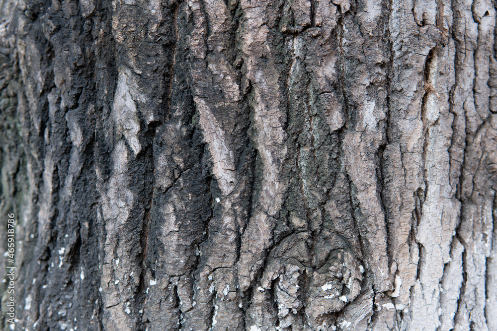 Poplar bark texture background Poplar bark texture background