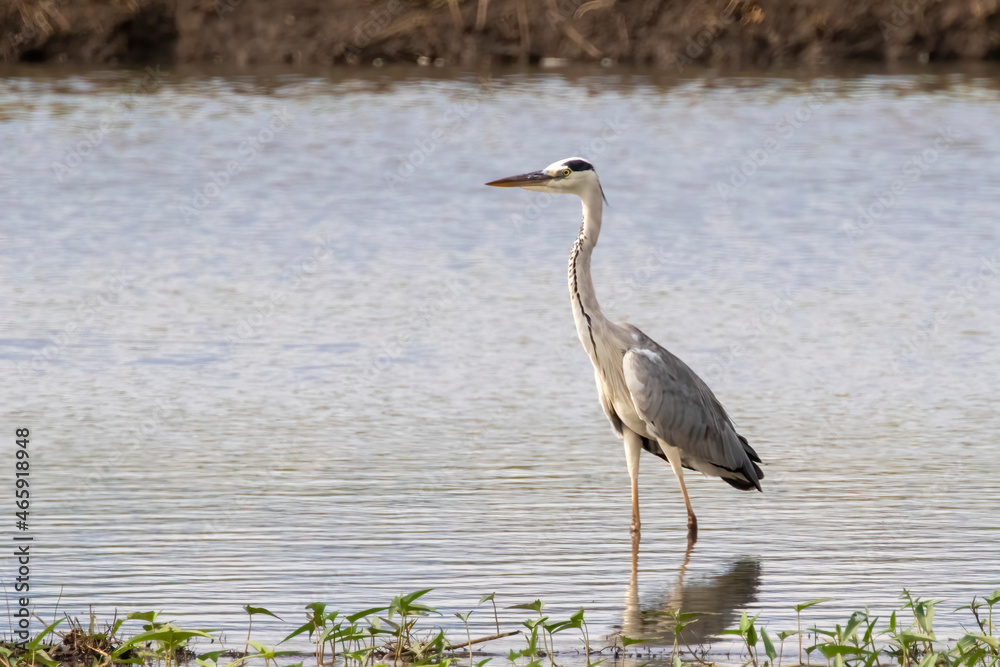 Fototapeta premium Image of gray heron (Ardea cinerea) standing in the swamp on the nature background