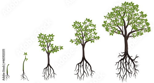 Five stages of growing maple tree.