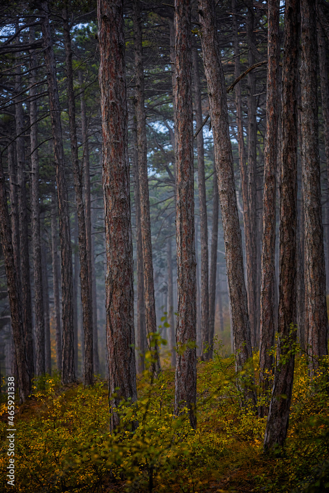 beautiful autumn forest in the mist beautiful autumn forest in the mist