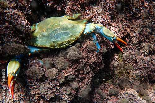 Cangrejo azul americano, especie invasora. Callinectes sapidus