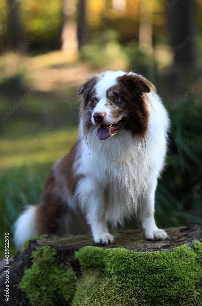 Border Collie with brown and white, merle fur and striking blue eyes ist standing on a tree stum in the forest and posing for the camera. Bokeh of light in the background.