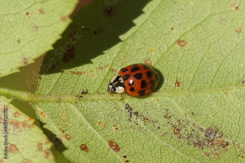 Orange, red harlequin ladybird (Harmonia axyridis f. succinea) of the family Coccinellidae. Autumn, underside of rose leaves. Dutch garden. October, Netherlands, photo