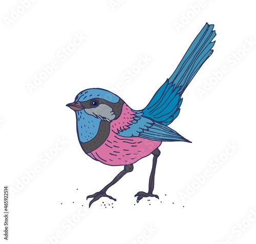 Superb fairywren, Australian tropical bird. Exotic jungle animal. Realistic drawing of fairy-wren with multicolor feathers. Drawn vector illustration of Malurus cyaneus isolated on white background