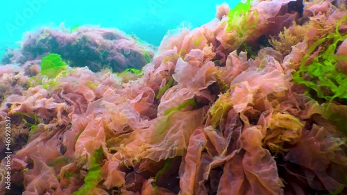 Black Sea flora. Red and green algae (Porphira leucosticta, Enteromorpha, Ulva, Ceramium, Polisiphonia) on rocks in the Black Sea photo