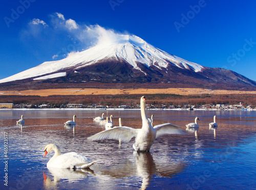 羽ばたくハクチョウと富士山と山中湖, 山中湖村,山梨県