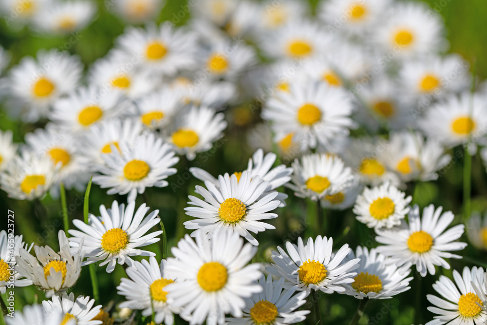 Gänseblümchen, Bellis perennis, in einer Nahaufnahme Gänseblümchen, Bellis perennis, in einer Nahaufnahme