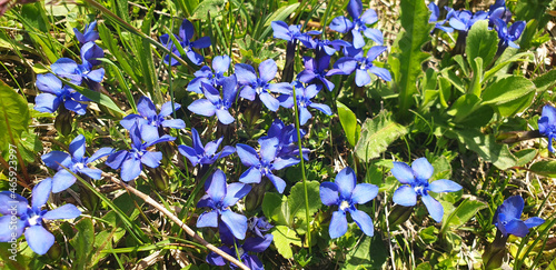 Top view of blue gentiana sierrae or gentiana verna flowers. photo