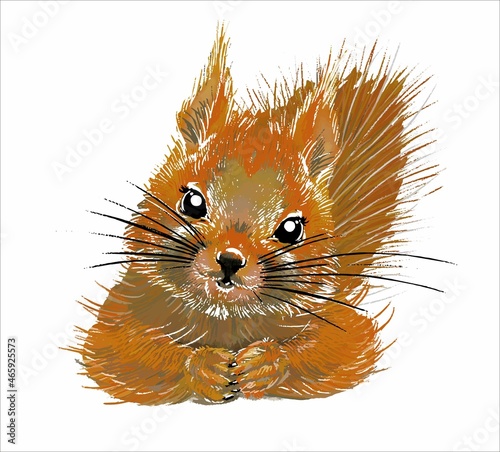 Cute squirrel on an isolated white background. Portrait of a funny fluffy animal. Vector.