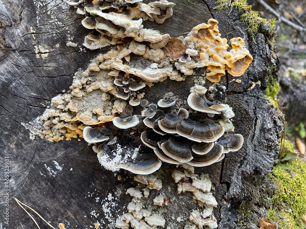 Dark mushrooms with yellow stripe along edge grow on old stump in middle of an autumn forest Dark mushrooms with yellow stripe along edge grow on old stump in middle of an autumn forest
