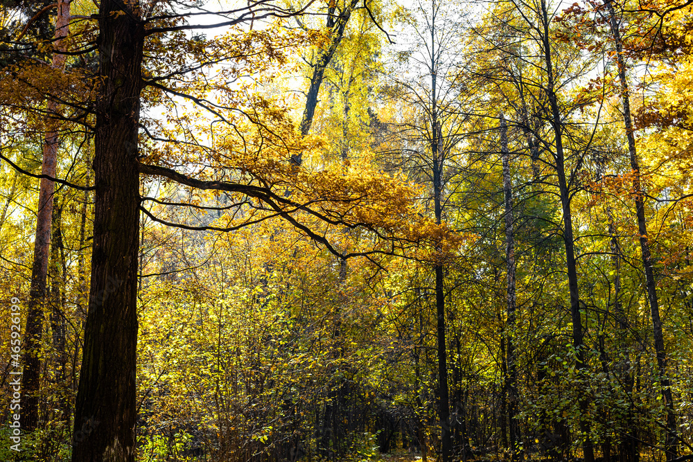 brown oak branch and yellowing trees in forest