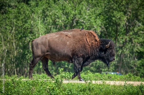 Bison in Elk Island National Park