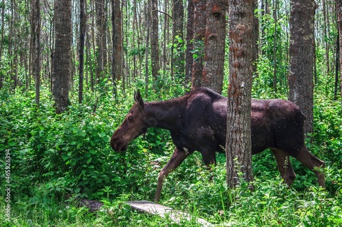 Wandering moose photo