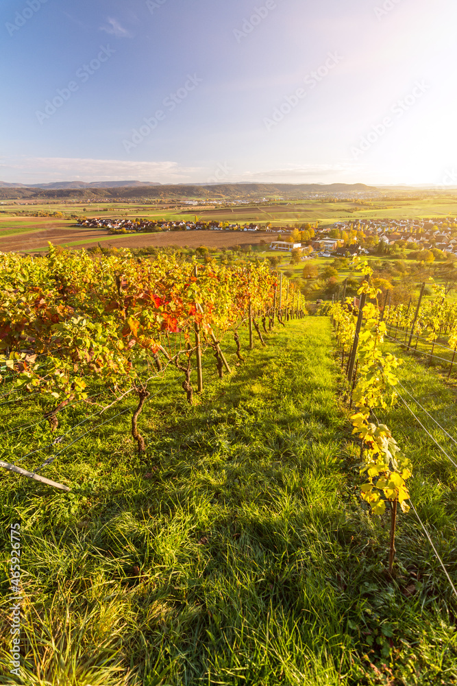 Vertical shot of scenic vineyard in beautiful autumnal landscape in Southern Germany at sunset