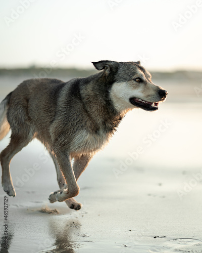 Chien mouillé, loup qui court sur le sable de la plage, il est trempé et gris face au couché de soleil à la mer. 