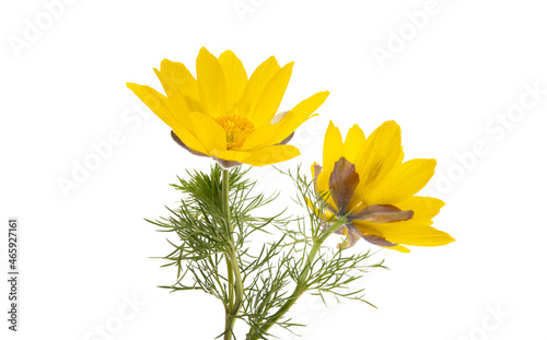 Adonis vernalis isolated