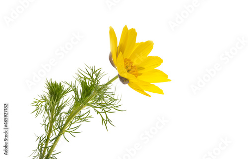 Adonis vernalis isolated photo