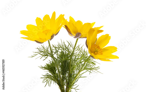 Adonis vernalis isolated