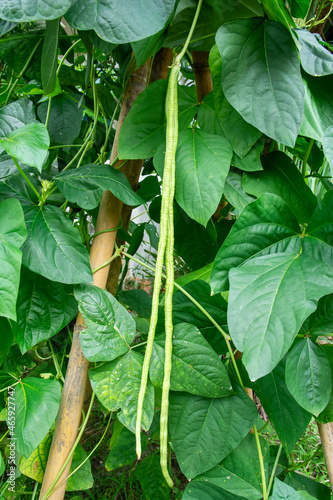 Yard long bean vegetable plant with green leaves at farm. Green cow pea with leaf agriculture in the garden. Vigna unguiculata (L.) Walp. photo