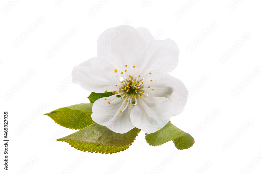 Fototapeta premium cherry blossom isolated