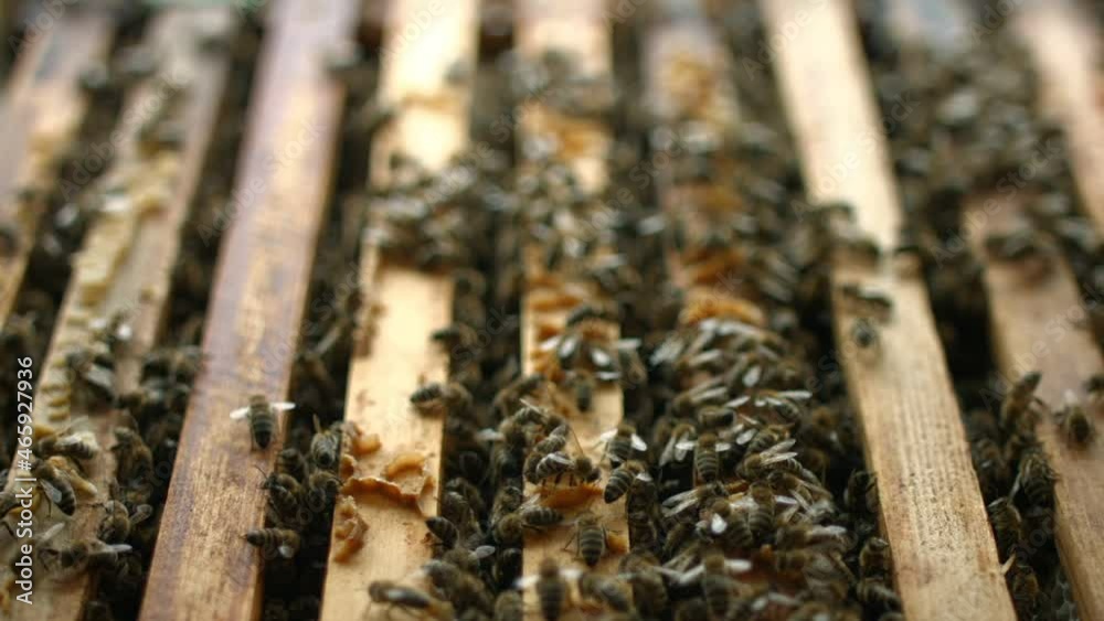 Close up of bees crawling on top of their bee hive frames, focus pulling Close up of bees crawling on top of their bee hive frames, focus pulling