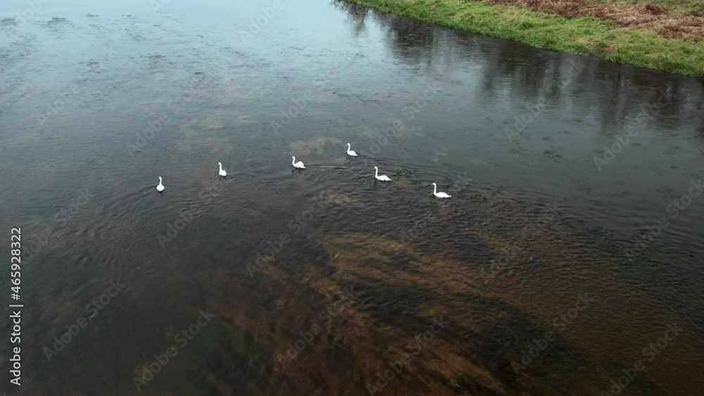 AERIAL: Rotating Shot of Six Swans Swiming Against Current in Cold River in Autumn AERIAL: Rotating Shot of Six Swans Swiming Against Current in Cold River in Autumn