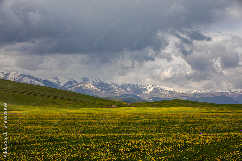 blooming field in spring in a mountain valley