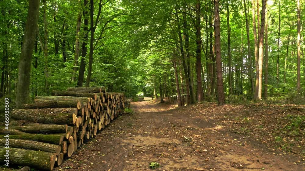 Summer forest with fallne grees and leafy footpath in Poland Summer forest with fallne grees and leafy footpath in Poland