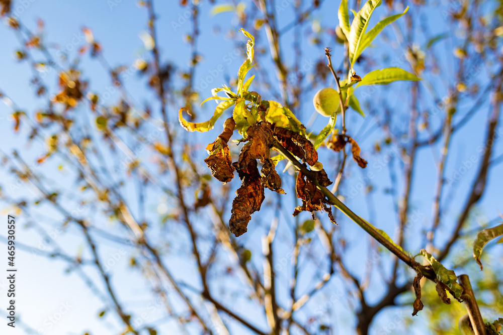 A dry branch and withered leaves on a fruit tree, close-up. Outdoor. The concept of garden pests and droughts. Bottom view A dry branch and withered leaves on a fruit tree, close-up. Outdoor. The concept of garden pests and droughts. Bottom view