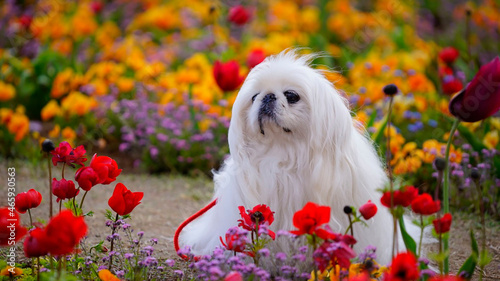 可愛い犬