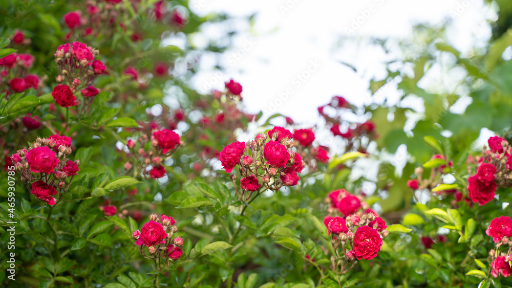 Climbing rose, small inflorescences, the period of the beginning of flowering, bright pink Climbing rose, small inflorescences, the period of the beginning of flowering, bright pink