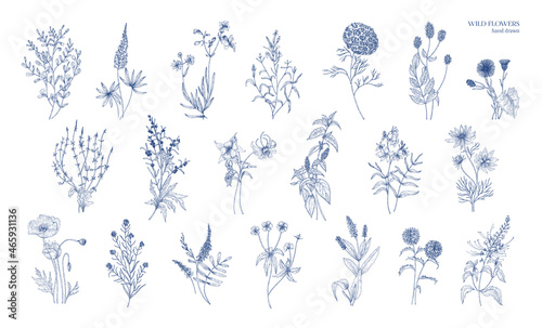 Collection of realistic detailed botanical drawings of wild meadow herbs, herbaceous flowering plants, gorgeous blooming flowers isolated on white background. Hand drawn vintage vector illustration. photo