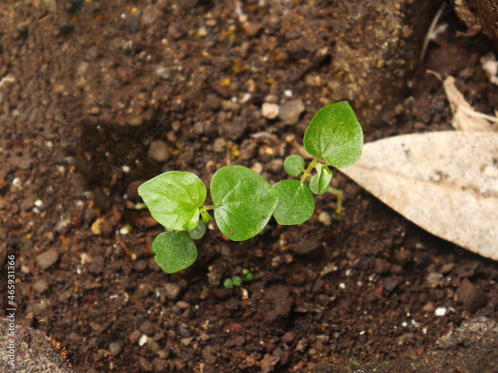 Peperomia pellucida grows well in the garden Peperomia pellucida grows well in the garden