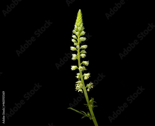 Reseda luteola flower, common names dyers rocket, dyers weed, weld, woold, and yellow weed on black background