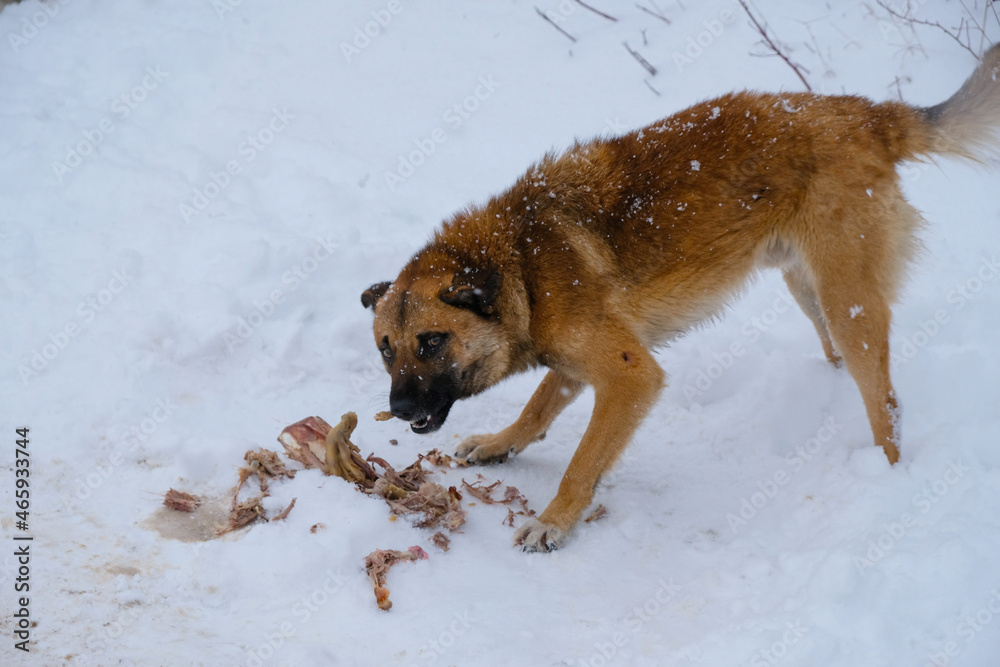 A homeless red dog gnaws at the bones that someone has spilled on the snow. A homeless red dog gnaws at the bones that someone has spilled on the snow.