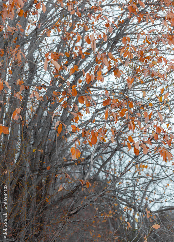 Red and orange leaves in the fall