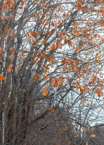 Red and orange leaves in the fall © Ida Wastensson