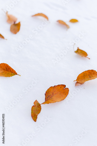 Leaves lying on the white snow in the fall