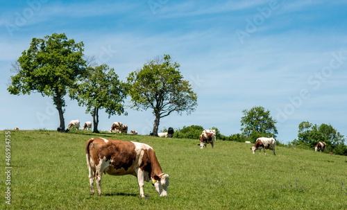 Vaches montbéliardes au pâturage dans le Revermont, Ain, France © Jorge Alves