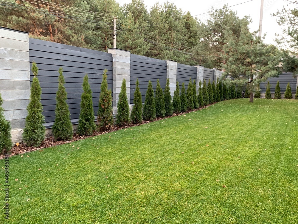 custom made wallpaper toronto digitalDisease and treatment of green thuja. Sick thuja among the plants in the garden. Yard improvement, green spaces and prevention.