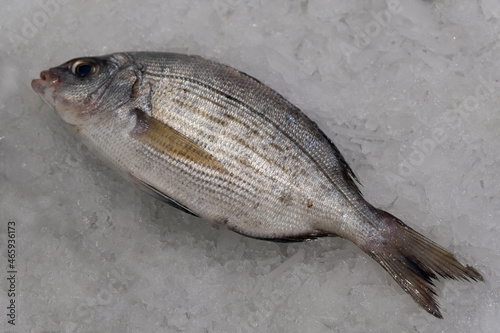 Daurade grise sur la glace d'un étal d'une poissonnerie en gros plan