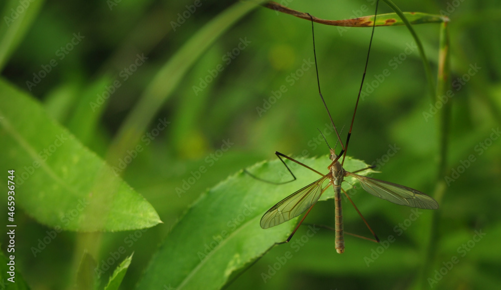 mosquito on a green leaf mosquito on a green leaf