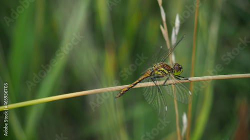 dragonfly resting on a leaf